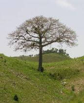Mapou树
